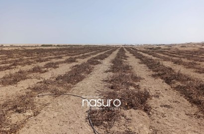 Se vende terreno agrícola de 6 hectáreas en Topará