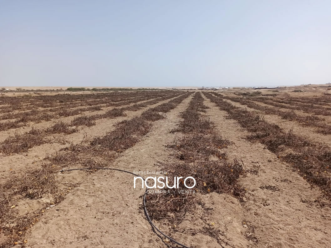 Se vende terreno agrícola de 6 hectáreas en Topará