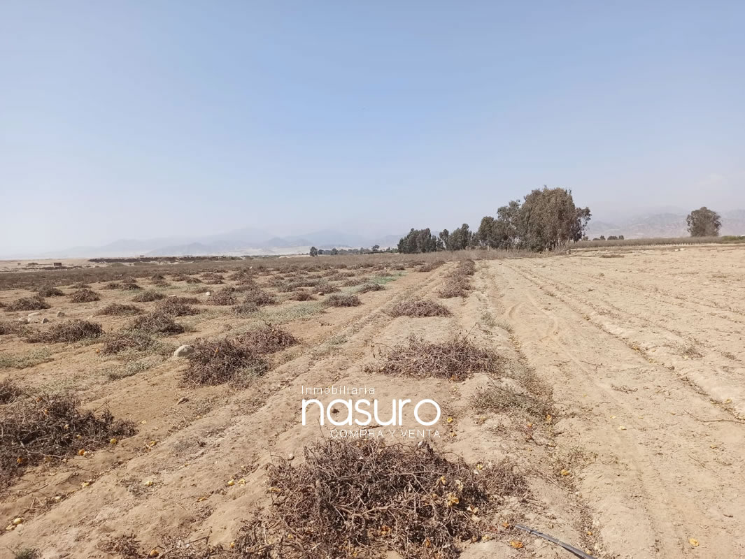 Se vende terreno agrícola de 6 hectáreas en Topará