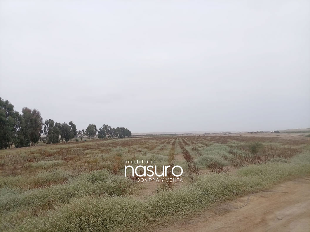 Se vende terreno agrícola de 6 hectáreas en Topará