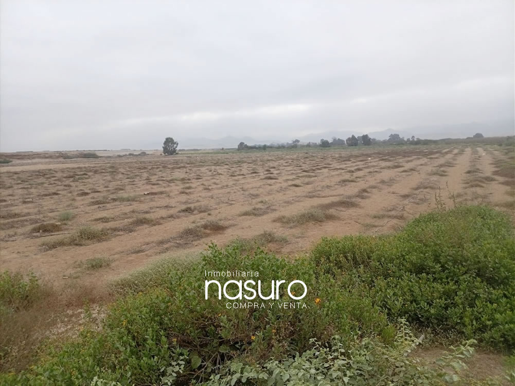 Se vende terreno agrícola de 6 hectáreas en Topará