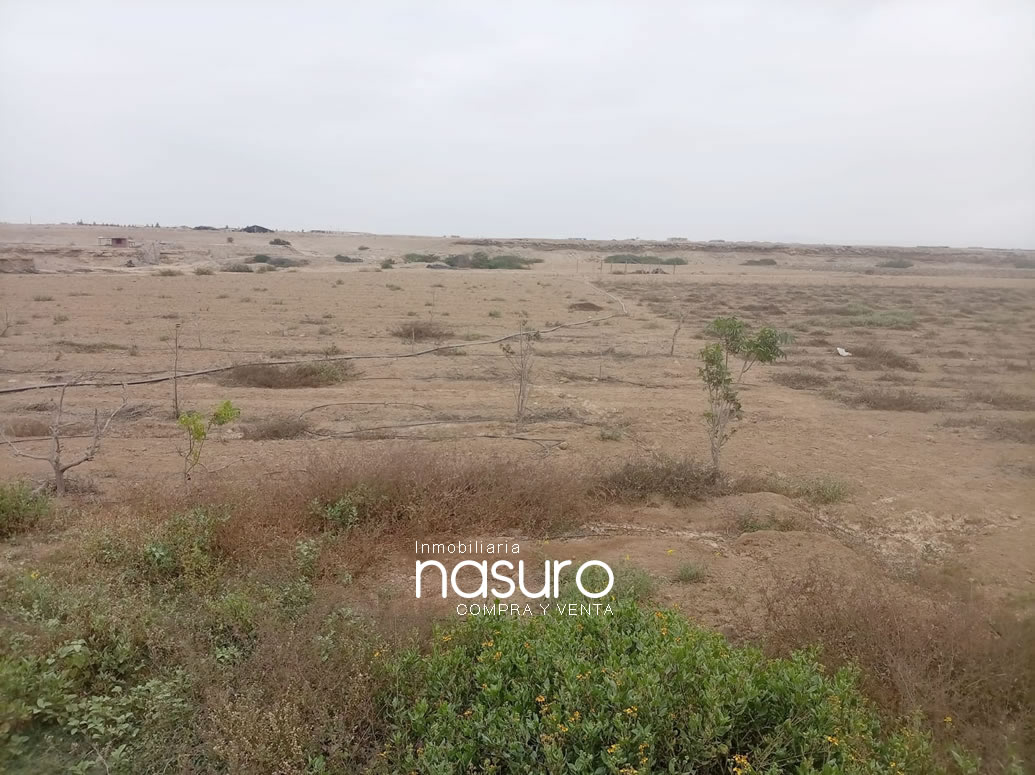 Se vende terreno agrícola de 6 hectáreas en Topará