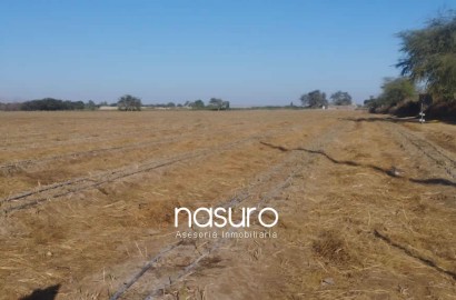 Se vende terreno de 60 ha en Santiago, Ica
