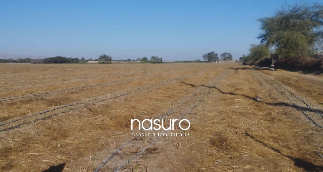 Se vende terreno de 60 ha en Santiago, Ica