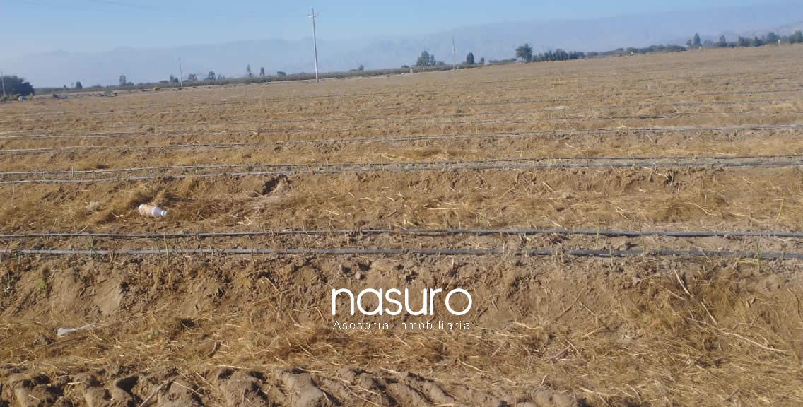 Se vende terreno de 60 ha en Santiago, Ica