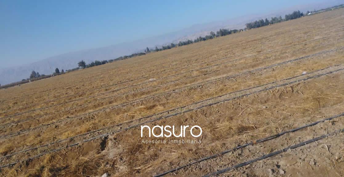 Se vende terreno de 60 ha en Santiago, Ica