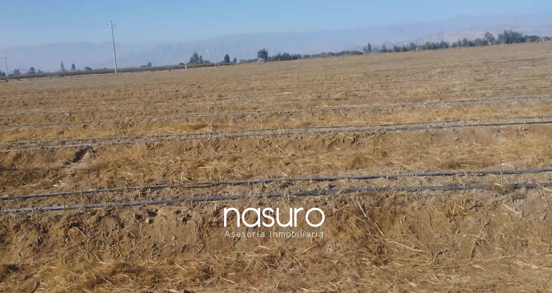 Se vende terreno de 60 ha en Santiago, Ica