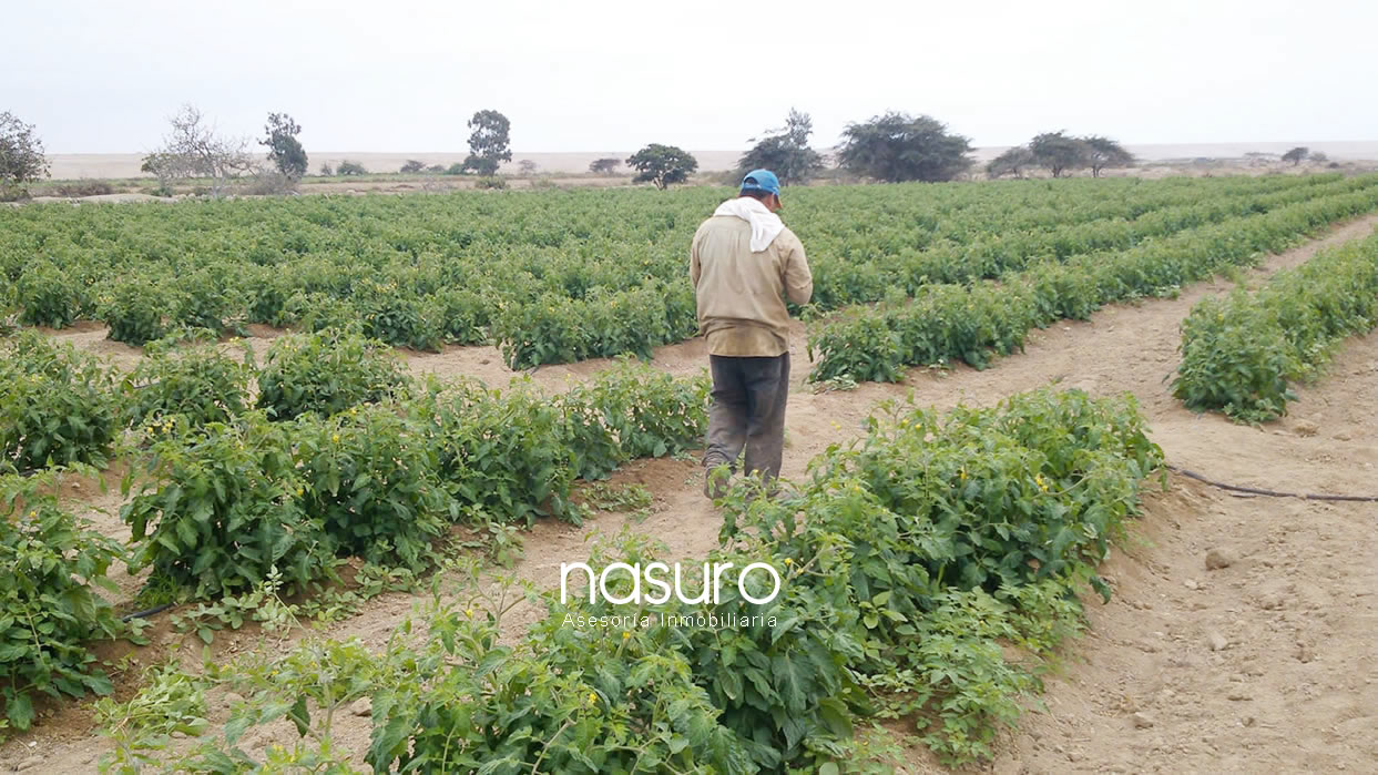 Se vende terreno de 5.6 hectáreas en Topara, Chincha