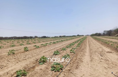 Se veden terreno de 8.4 hectáreas de ocasión en Topará, Chincha.