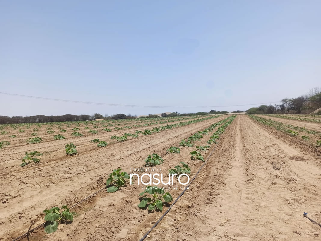 Se veden terreno de 8.4 hectáreas de ocasión en Topará, Chincha.