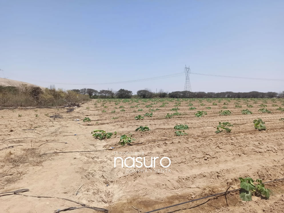 Se veden terreno de 8.4 hectáreas de ocasión en Topará, Chincha.