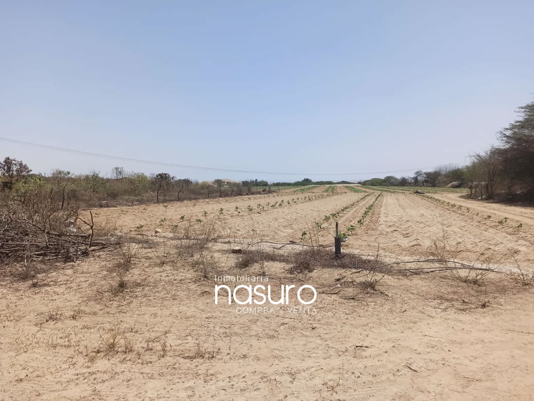 Se veden terreno de 8.4 hectáreas de ocasión en Topará, Chincha.