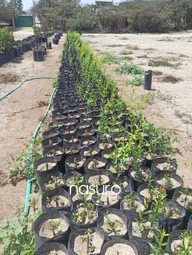 Se veden terreno de 8.4 hectáreas de ocasión en Topará, Chincha.