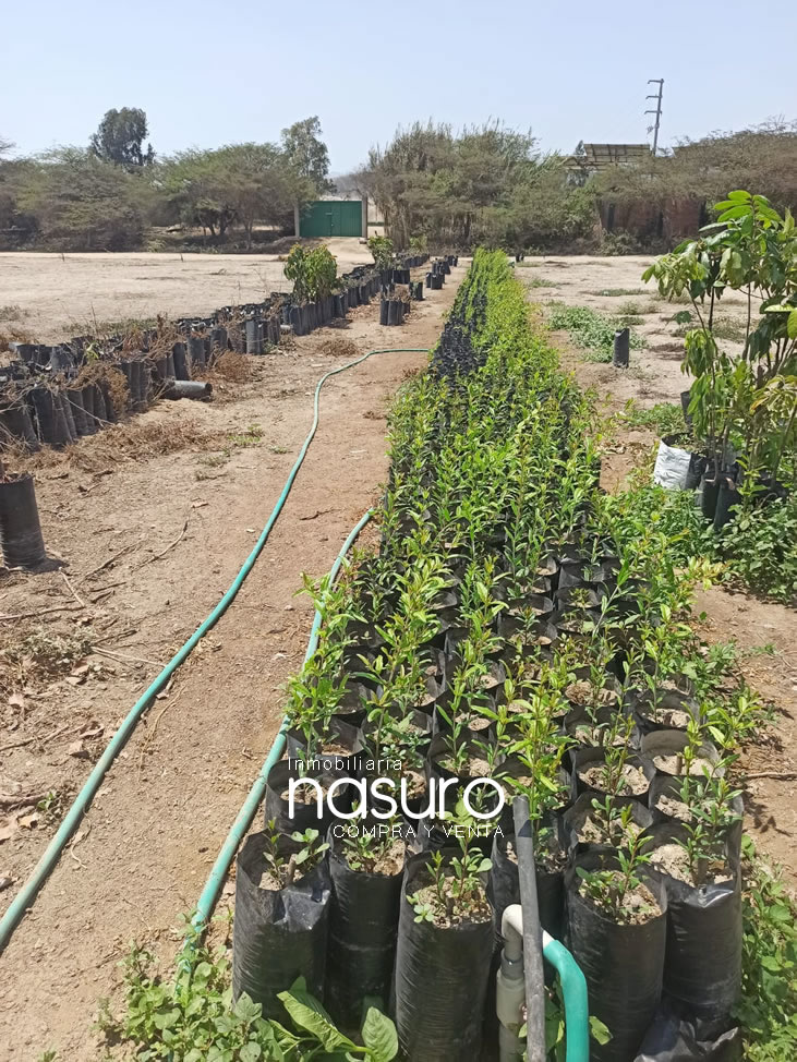 Se veden terreno de 8.4 hectáreas de ocasión en Topará, Chincha.