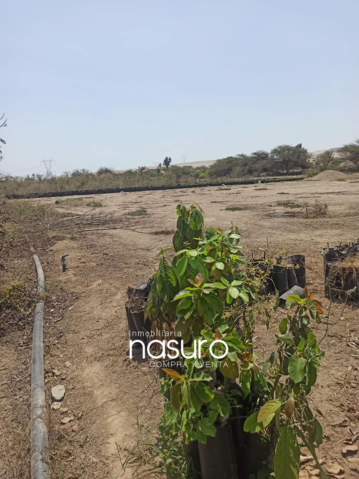 Se veden terreno de 8.4 hectáreas de ocasión en Topará, Chincha.