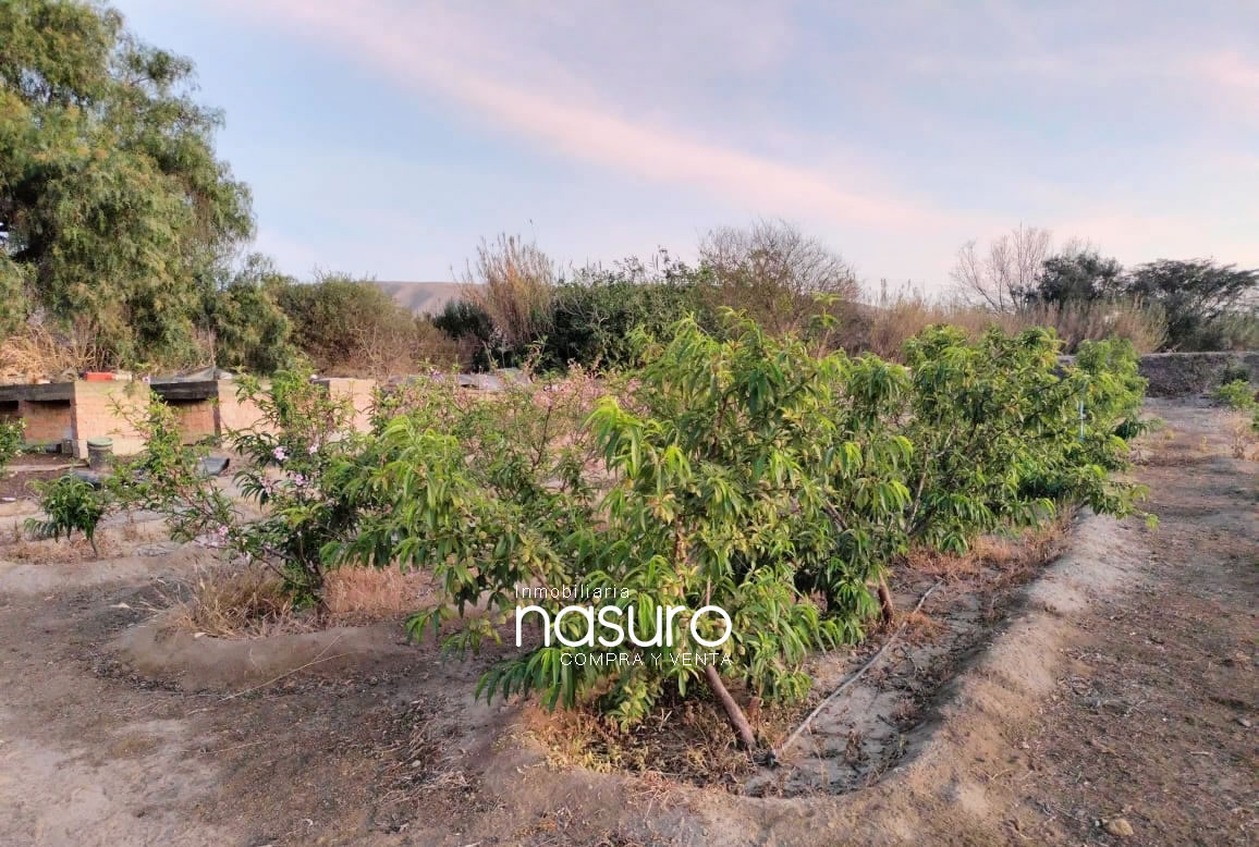 Se veden terreno de 8.4 hectáreas de ocasión en Topará, Chincha.