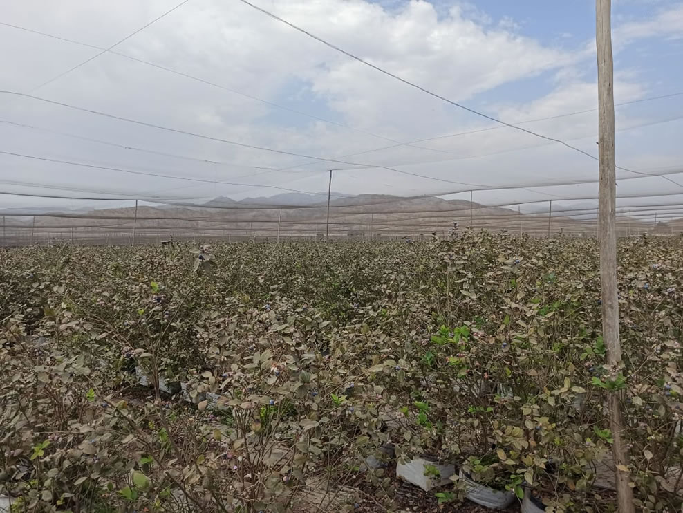 Se vende terreno agrícola de 50 hectáreas en el distrito Alto Larán