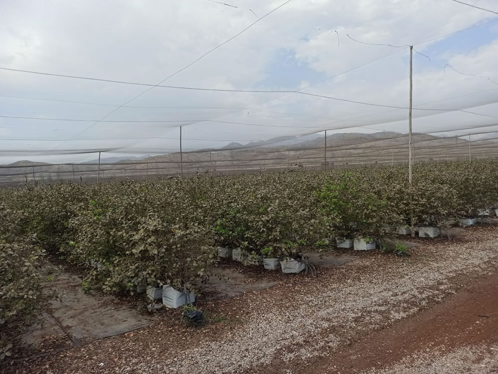 Se vende terreno agrícola de 50 hectáreas en el distrito Alto Larán