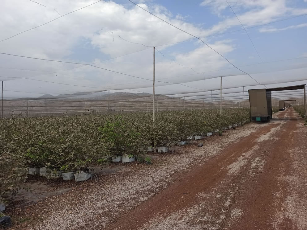 Se vende terreno agrícola de 50 hectáreas en el distrito Alto Larán