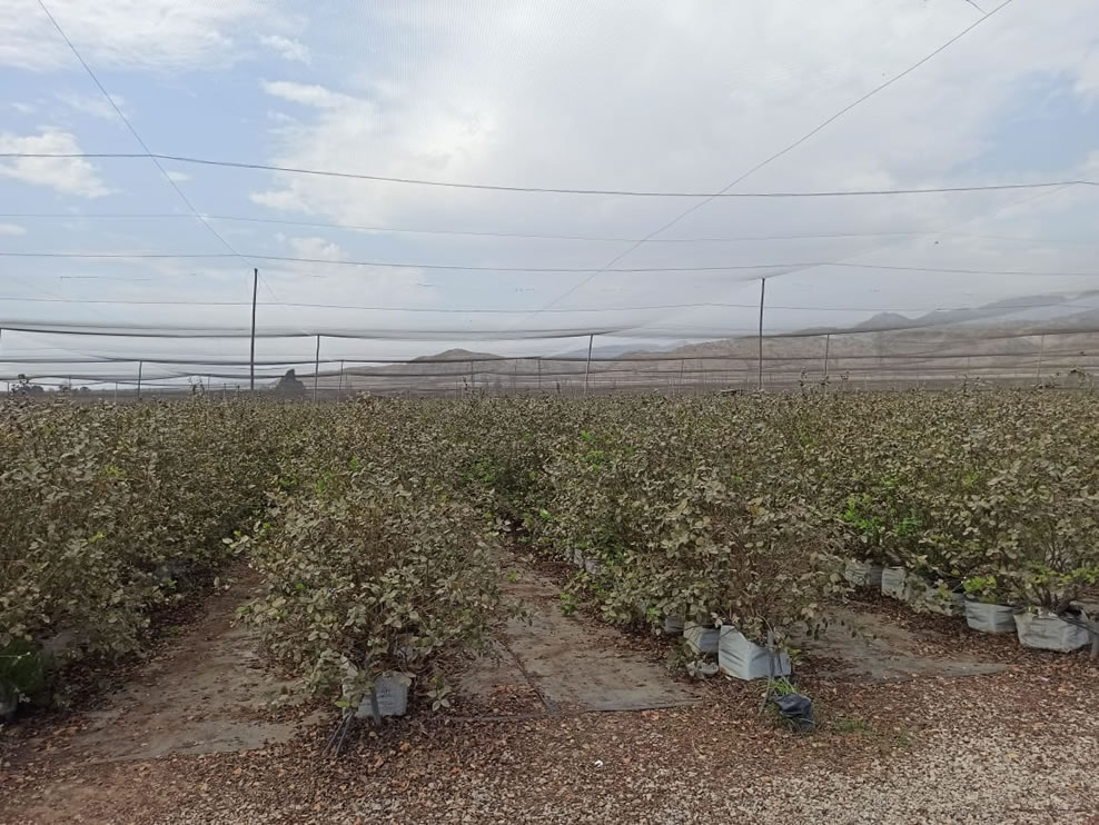 Se vende terreno agrícola de 50 hectáreas en el distrito Alto Larán