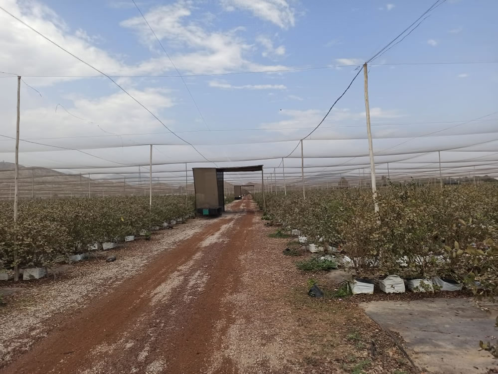 Se vende terreno agrícola de 50 hectáreas en el distrito Alto Larán