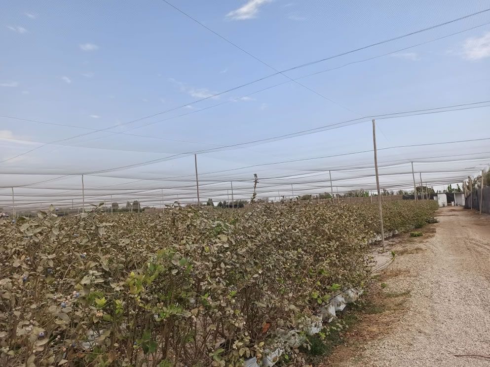 Se vende terreno agrícola de 50 hectáreas en el distrito Alto Larán