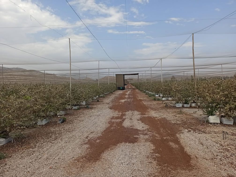 Se vende terreno agrícola de 50 hectáreas en el distrito Alto Larán