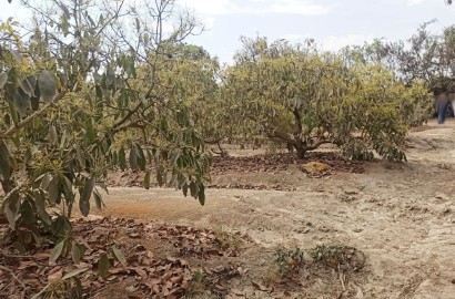 Se vende terreno agrícola de 5 hectáreas con plantones de palta en el distrito El Carmen