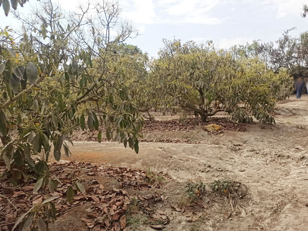 Se vende terreno agrícola de 5 hectáreas con plantones de palta en el distrito El Carmen