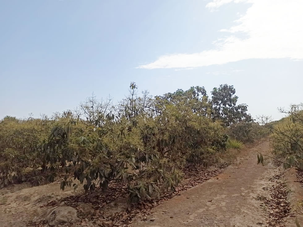 Se vende terreno agrícola de 5 hectáreas con plantones de palta en el distrito El Carmen