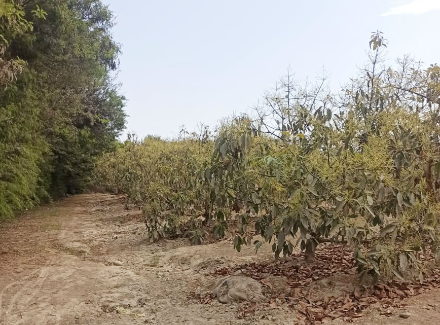 Se vende terreno agrícola de 5 hectáreas con plantones de palta en el distrito El Carmen