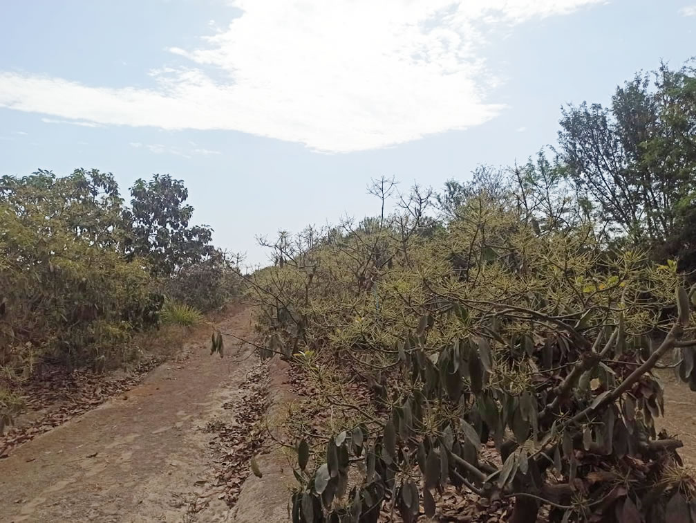 Se vende terreno agrícola de 5 hectáreas con plantones de palta en el distrito El Carmen