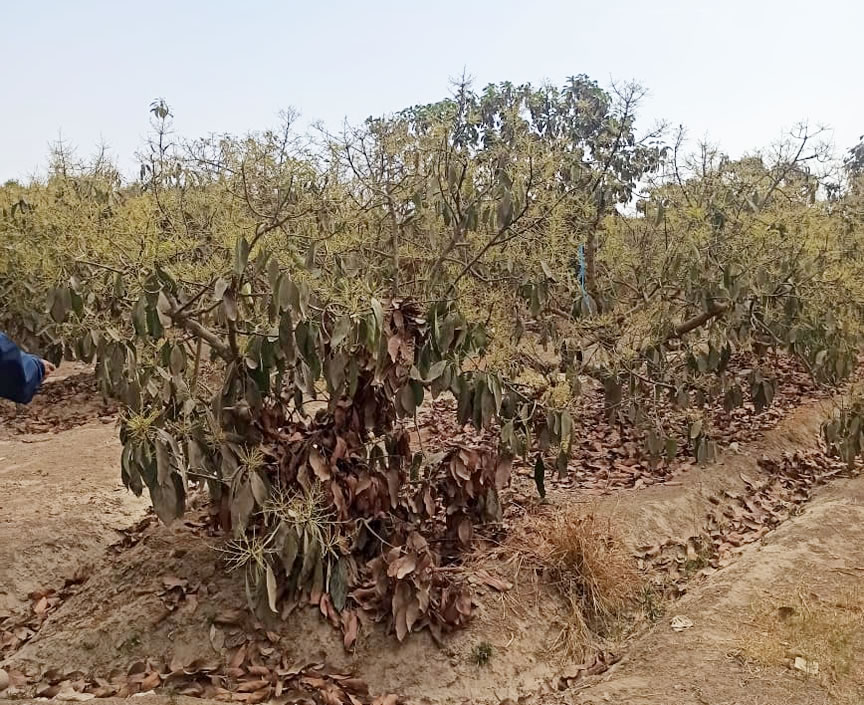 Se vende terreno agrícola de 5 hectáreas con plantones de palta en el distrito El Carmen