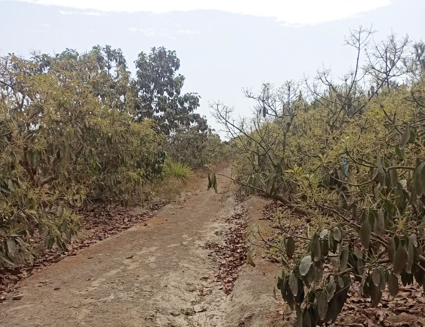 Se vende terreno agrícola de 5 hectáreas con plantones de palta en el distrito El Carmen