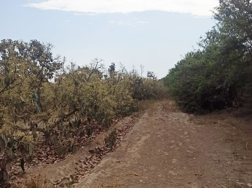 Se vende terreno agrícola de 5 hectáreas con plantones de palta en el distrito El Carmen