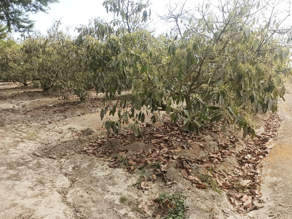 Se vende terreno agrícola de 5 hectáreas con plantones de palta en el distrito El Carmen