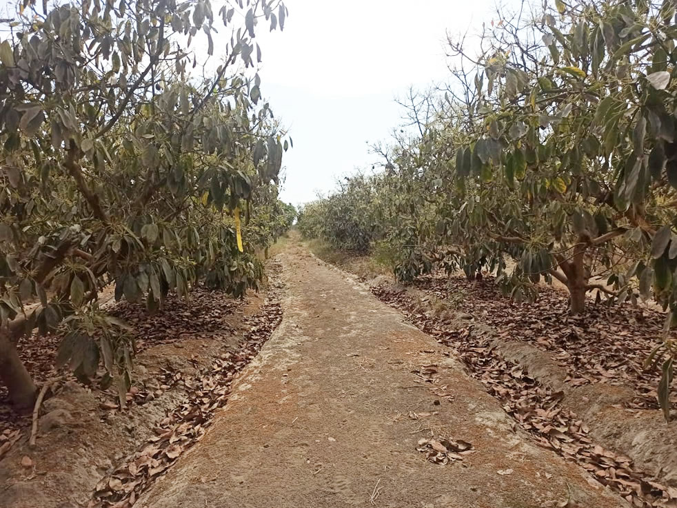 Se vende terreno agrícola de 5 hectáreas con plantones de palta en el distrito El Carmen