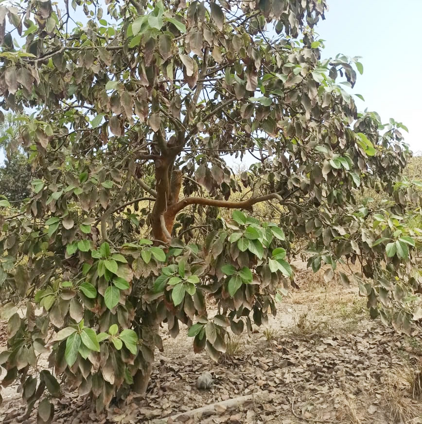 Se vende terreno agrícola de 5 hectáreas con plantones de palta en el distrito El Carmen