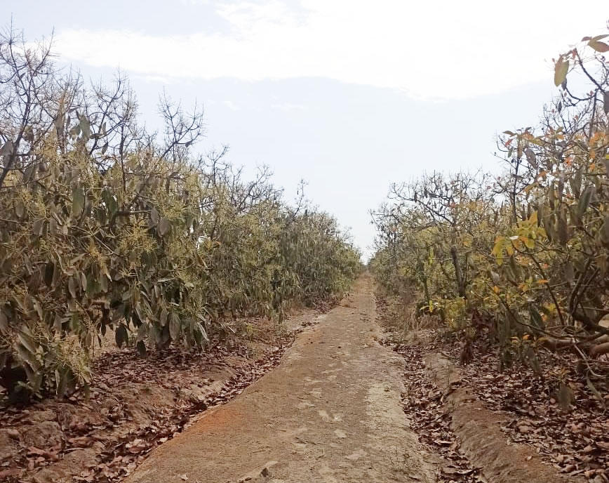 Se vende terreno agrícola de 5 hectáreas con plantones de palta en el distrito El Carmen