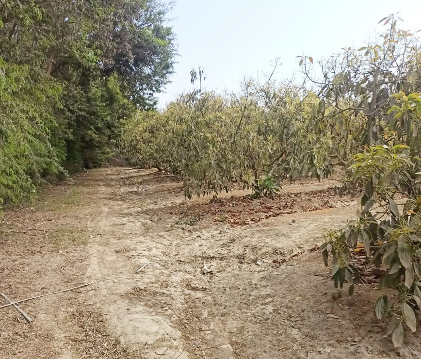 Se vende terreno agrícola de 5 hectáreas con plantones de palta en el distrito El Carmen