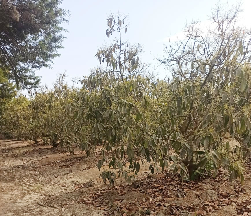 Se vende terreno agrícola de 5 hectáreas con plantones de palta en el distrito El Carmen