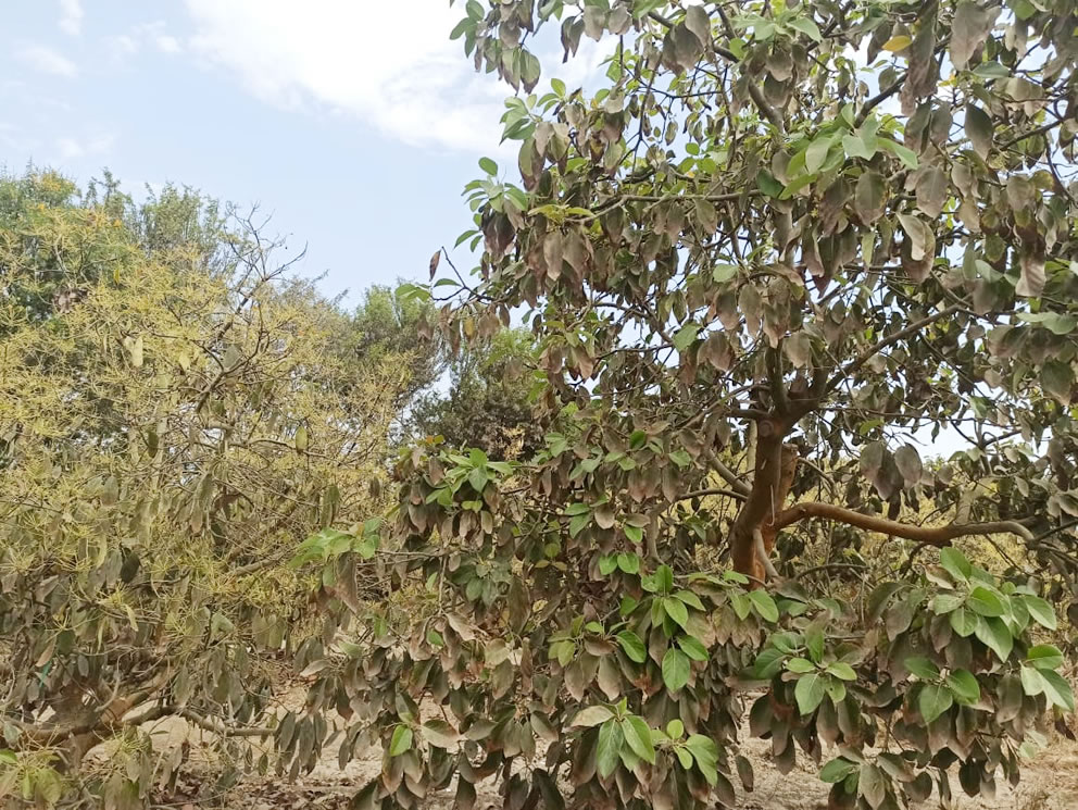 Se vende terreno agrícola de 5 hectáreas con plantones de palta en el distrito El Carmen