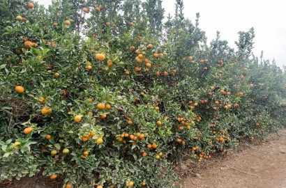 Se vende terreno de 78.4 hectáreas en El Carmen, Chincha, Ica.