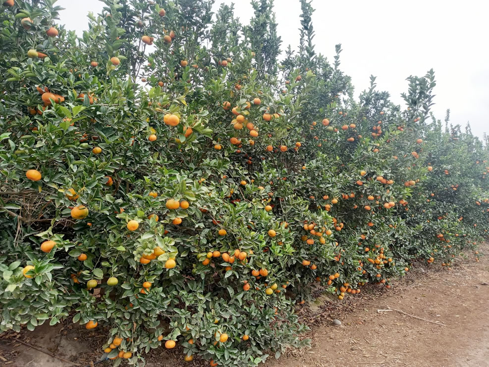 Se vende terreno de 78.4 hectáreas en El Carmen, Chincha, Ica.