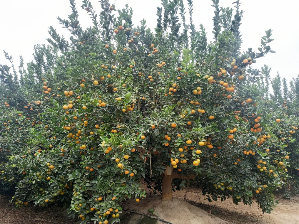 Se vende terreno de 78.4 hectáreas en El Carmen, Chincha, Ica.