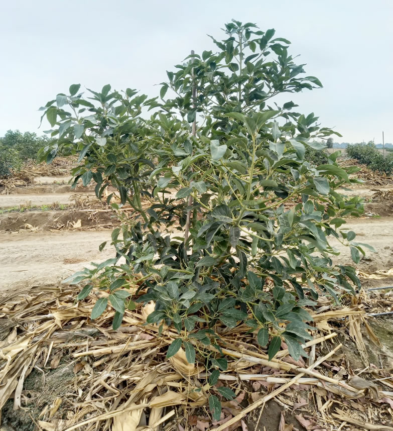 Se vende terreno de 78.4 hectáreas en El Carmen, Chincha, Ica.