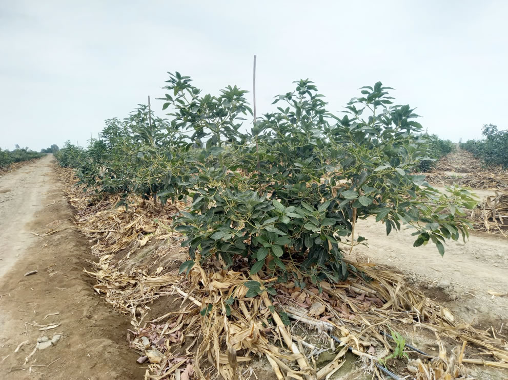 Se vende terreno de 78.4 hectáreas en El Carmen, Chincha, Ica.