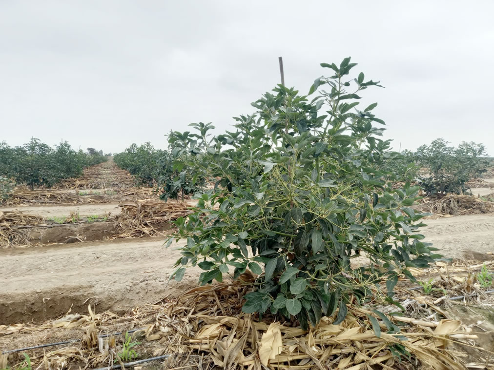 Se vende terreno de 78.4 hectáreas en El Carmen, Chincha, Ica.