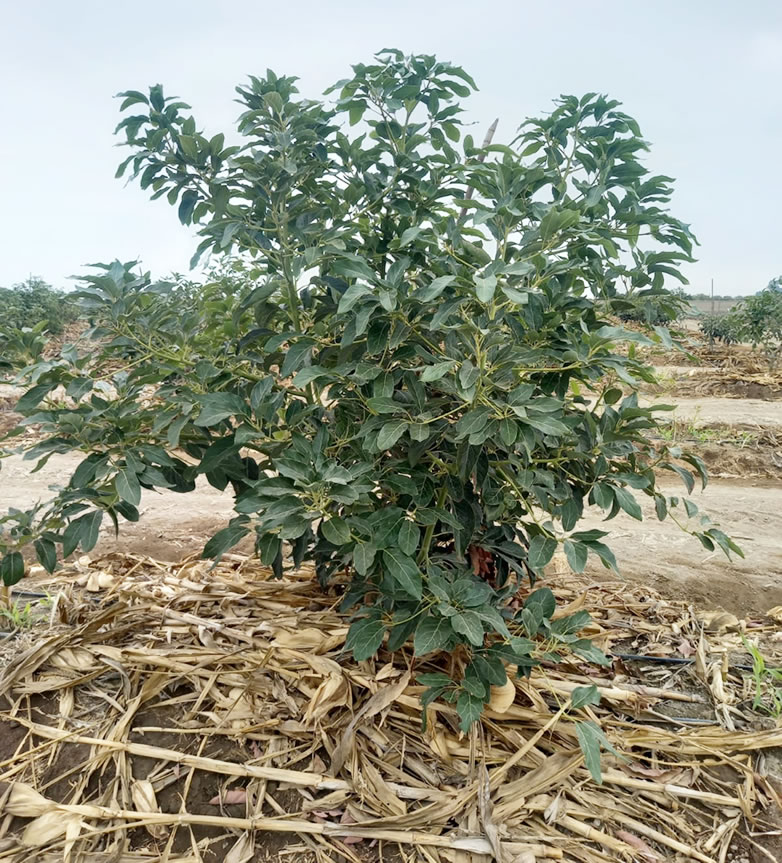 Se vende terreno de 78.4 hectáreas en El Carmen, Chincha, Ica.