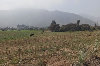 Vendo terreno de 8 hectáreas en Cieneguilla